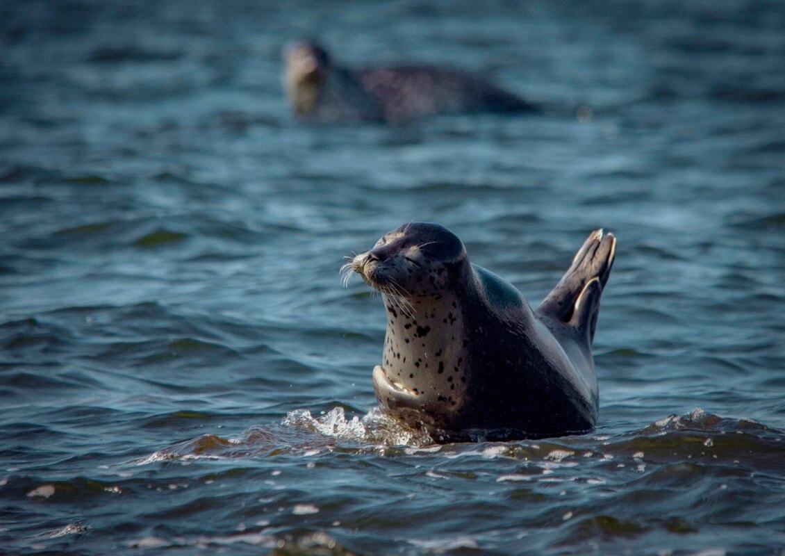 Фото Туристическая деревня Ларга