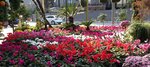 Etiler Sera Botanik (İstanbul, Besiktas, Etiler Mah., Cengiz Topel Cad., 24A), flower shop