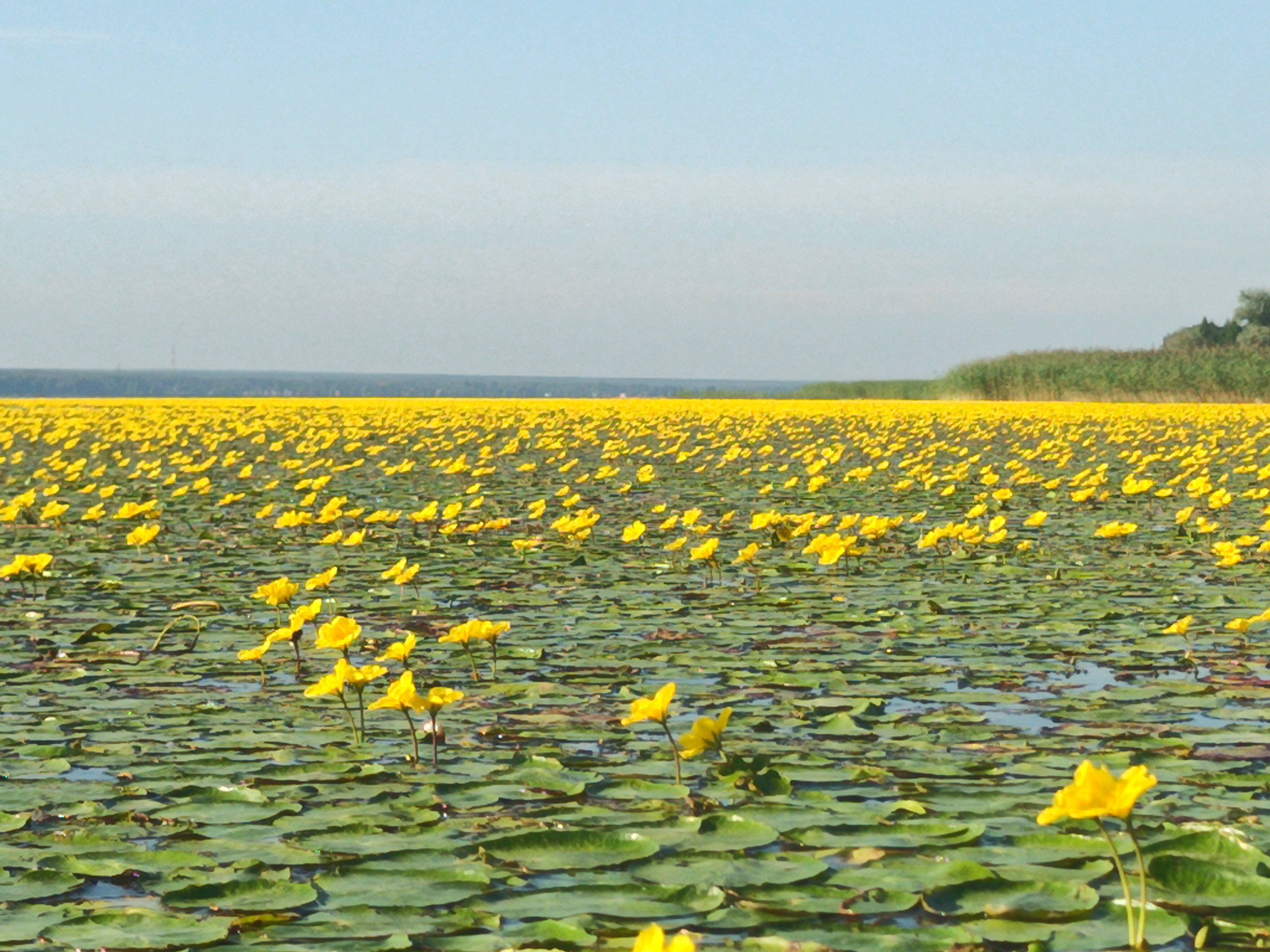 Фото Сибирская жемчужина