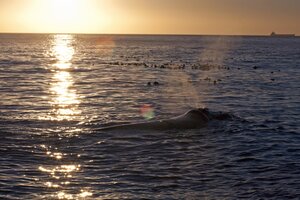 Гостиница Enchanted Guest House