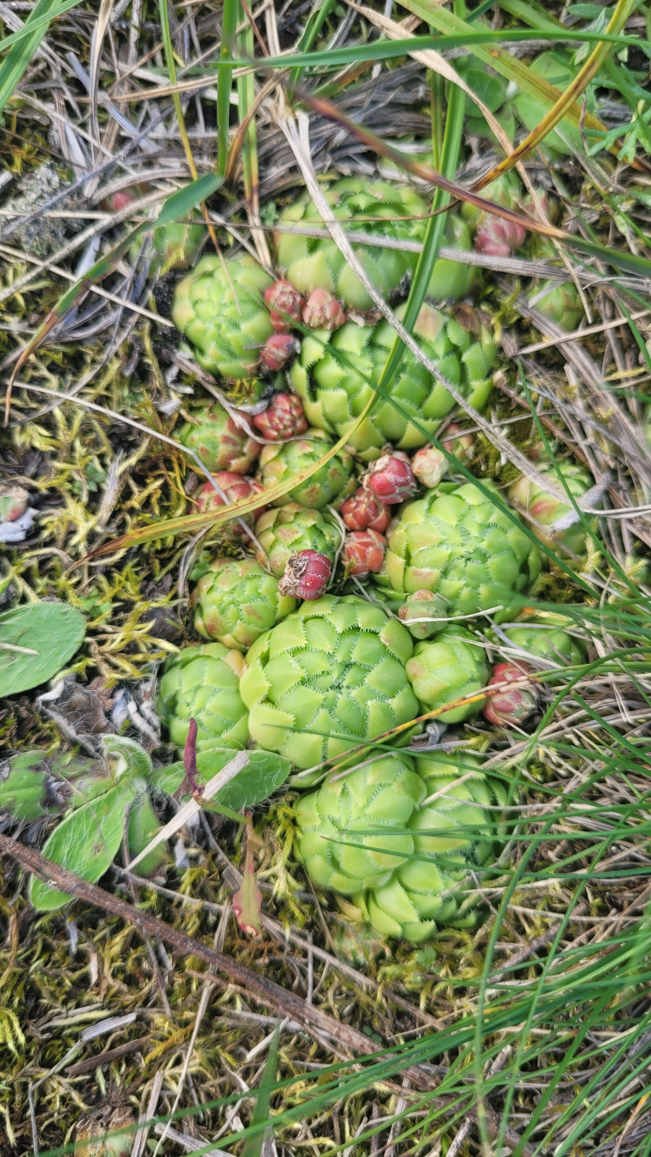 Фото Плещеево Хиллз