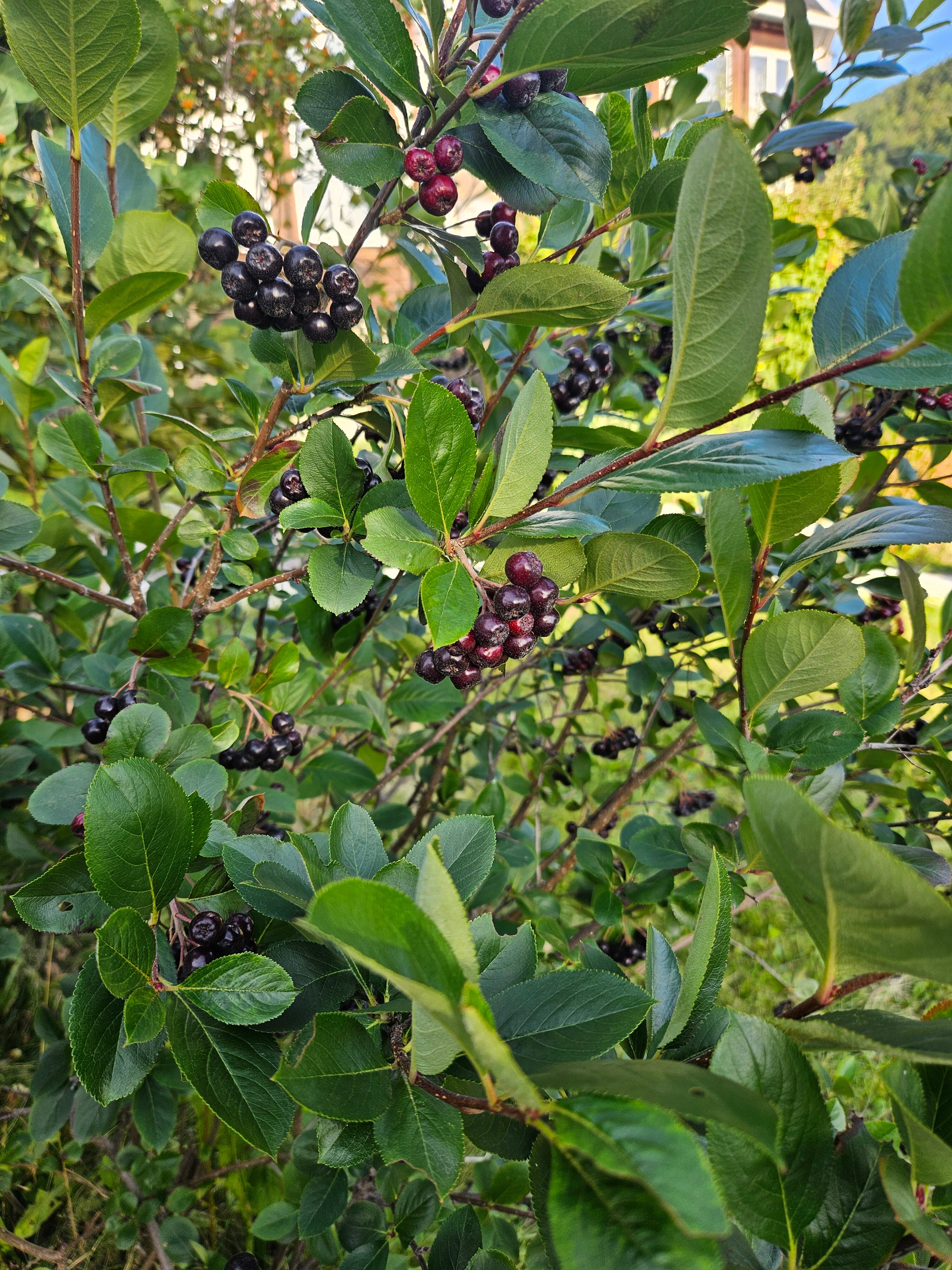 Фото Флагман