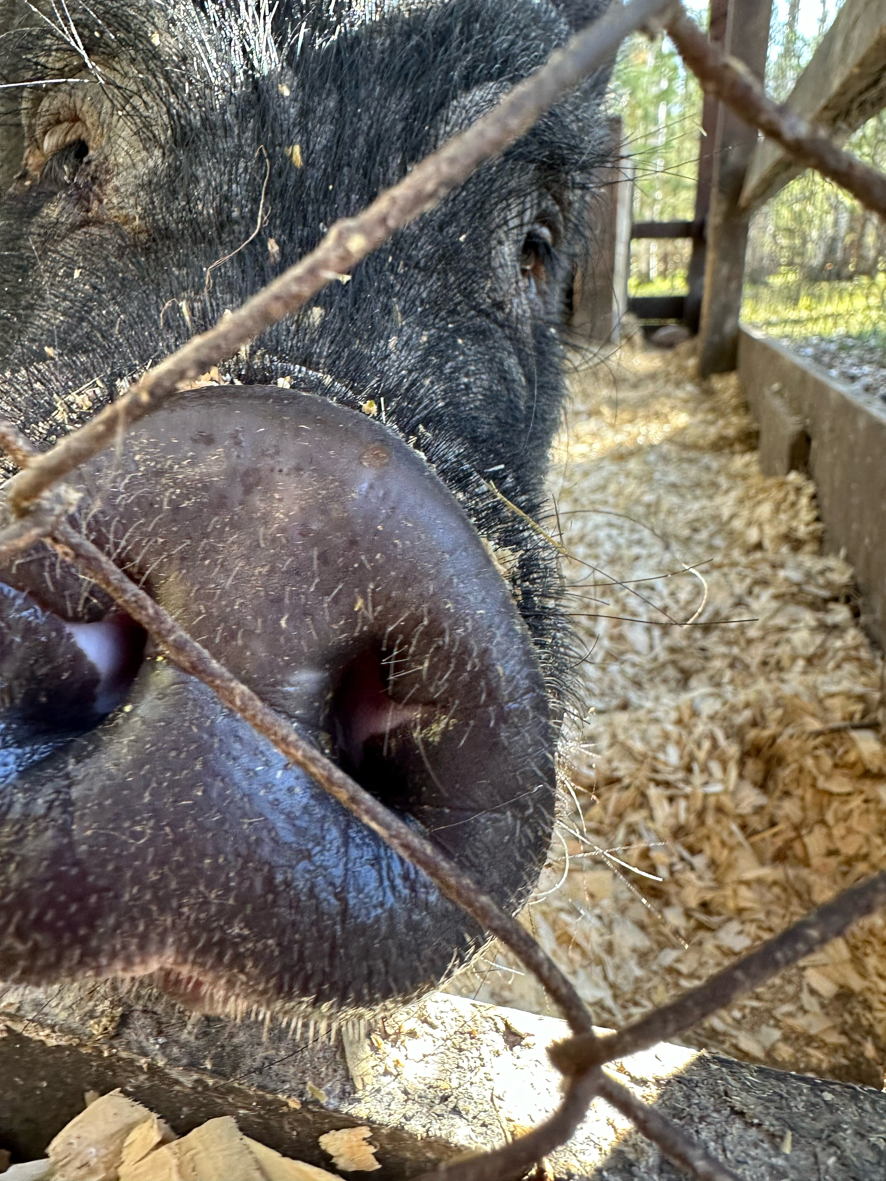Фото Лаки Глэмпинг