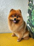 Зоостудия Имидж Дог (Efremova Street, 13), pet salon