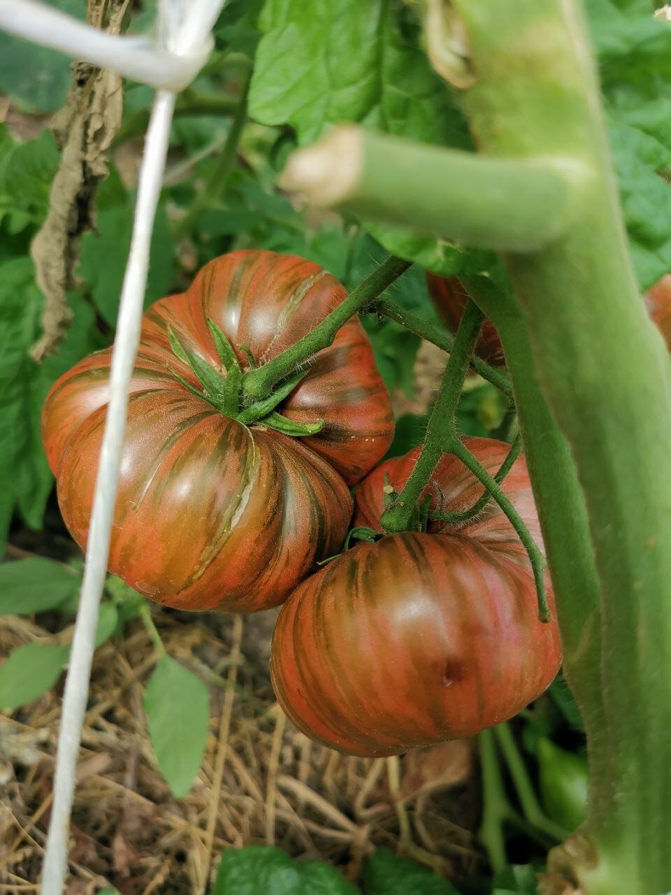 Фото Усадьба Косолапово