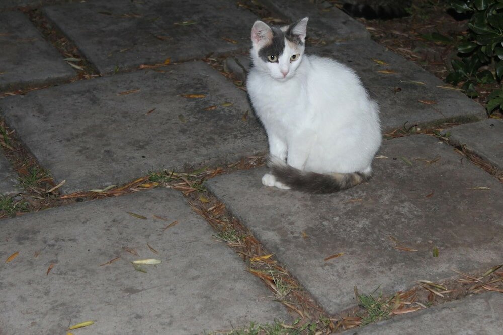 Фото Residence Giardino