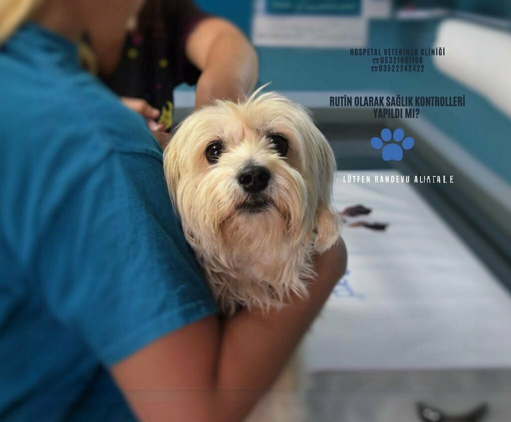 Veterinary clinic Kayseri HosPETal Veterinary Clinic, Kayseri, photo