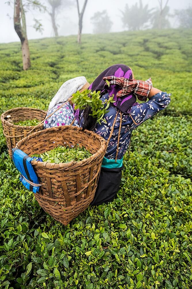 Фото Ging Tea House