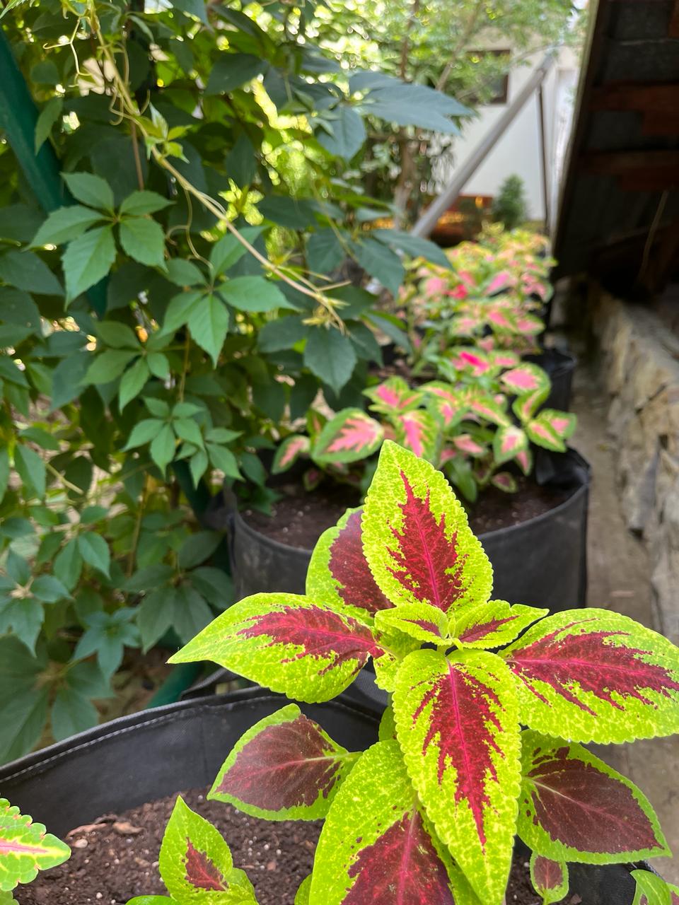 Фото КорМал