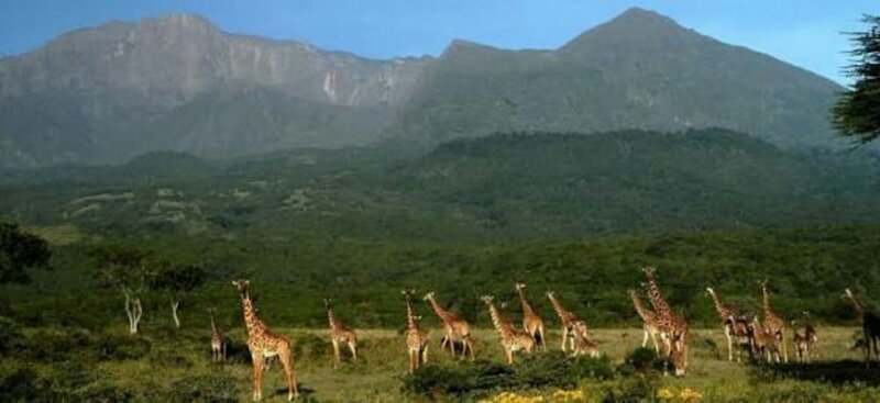 Гостиница Kilimanjaro Safaris Lodge в Моши