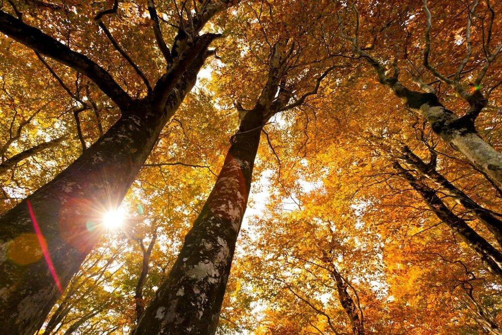 Фото Bunano Sato Shirakamikan