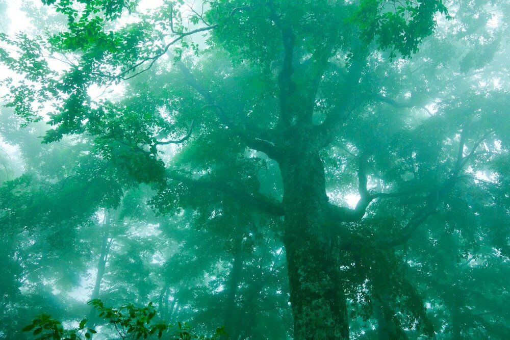 Фото Bunano Sato Shirakamikan