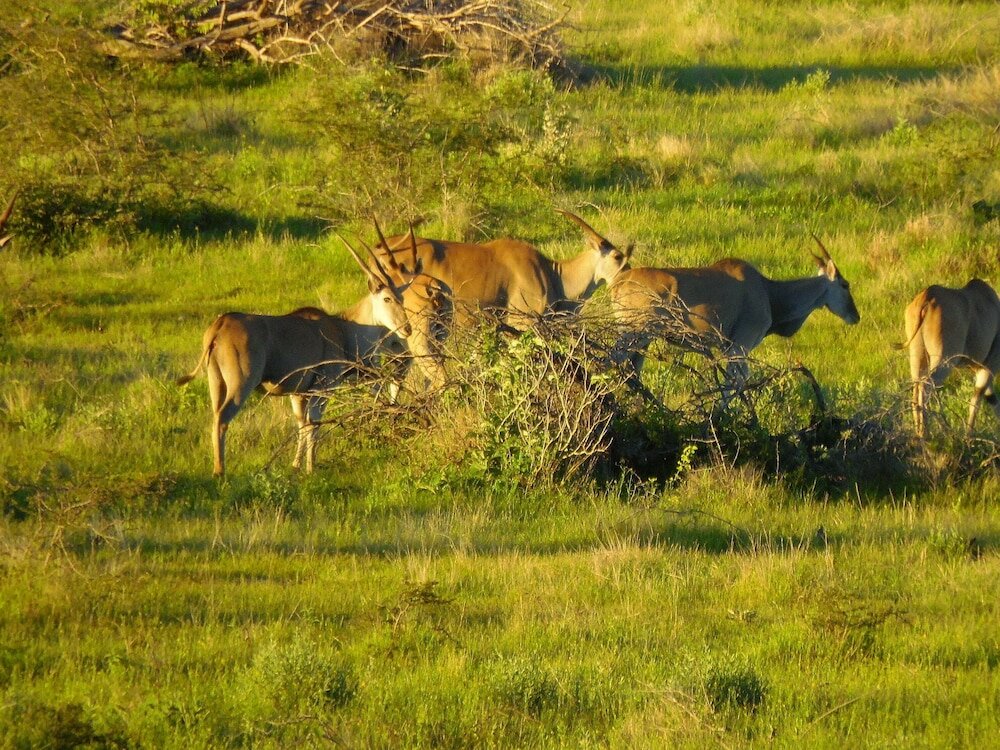 Фото Aloegrove Safari Lodge