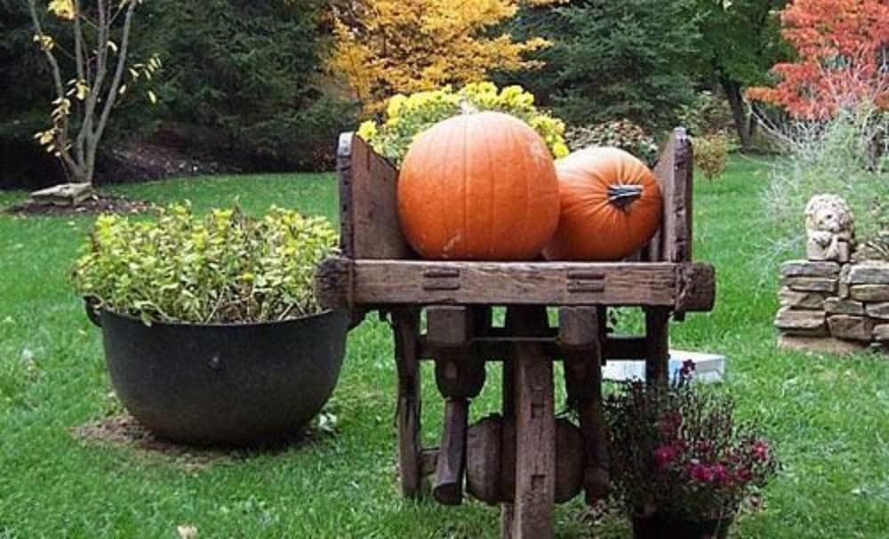 Фото Wild Wisteria