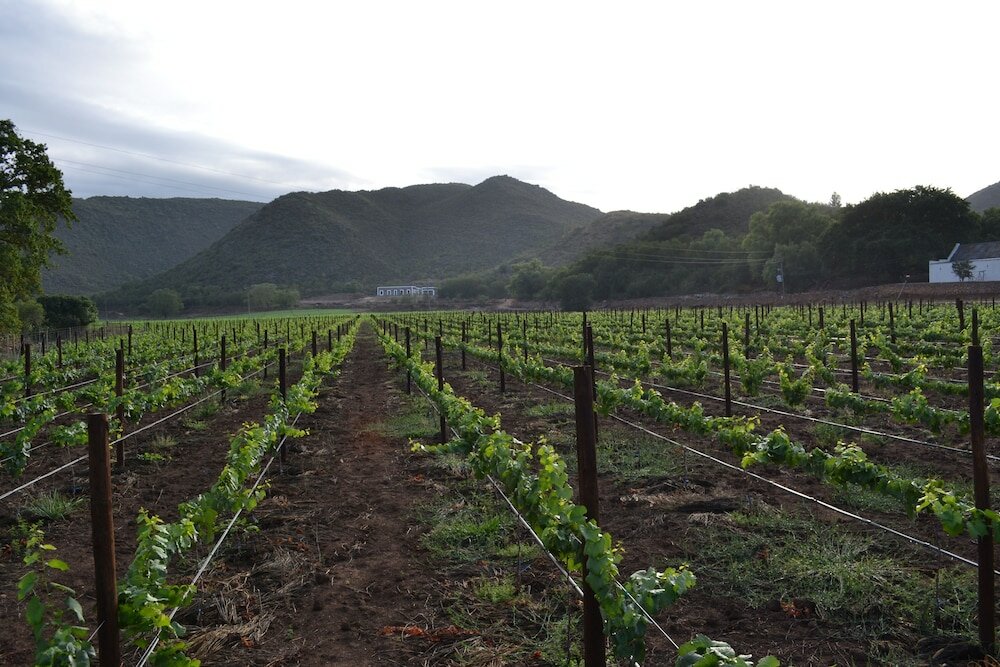 Фото De Kombuys Estate