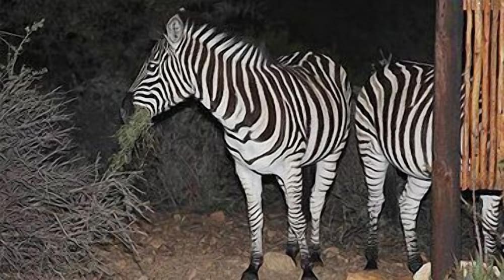 Фото Zwartberg View Mountain Lodge