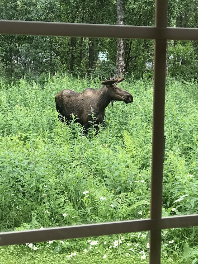 Фото Meandering Moose Lodging