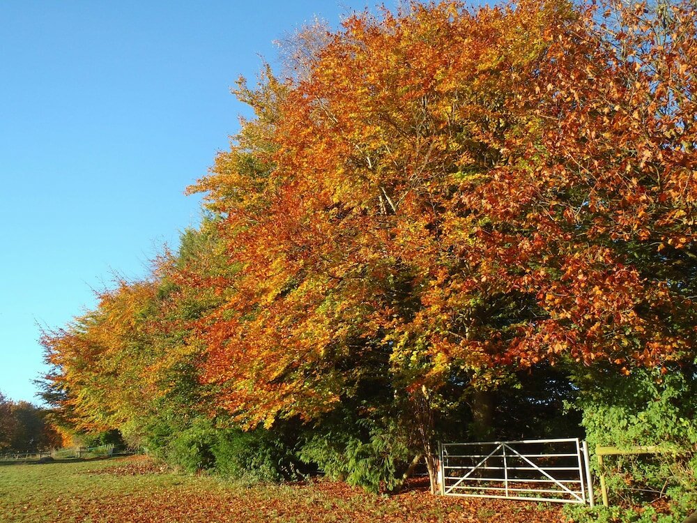 Фото Manor Farm B & B