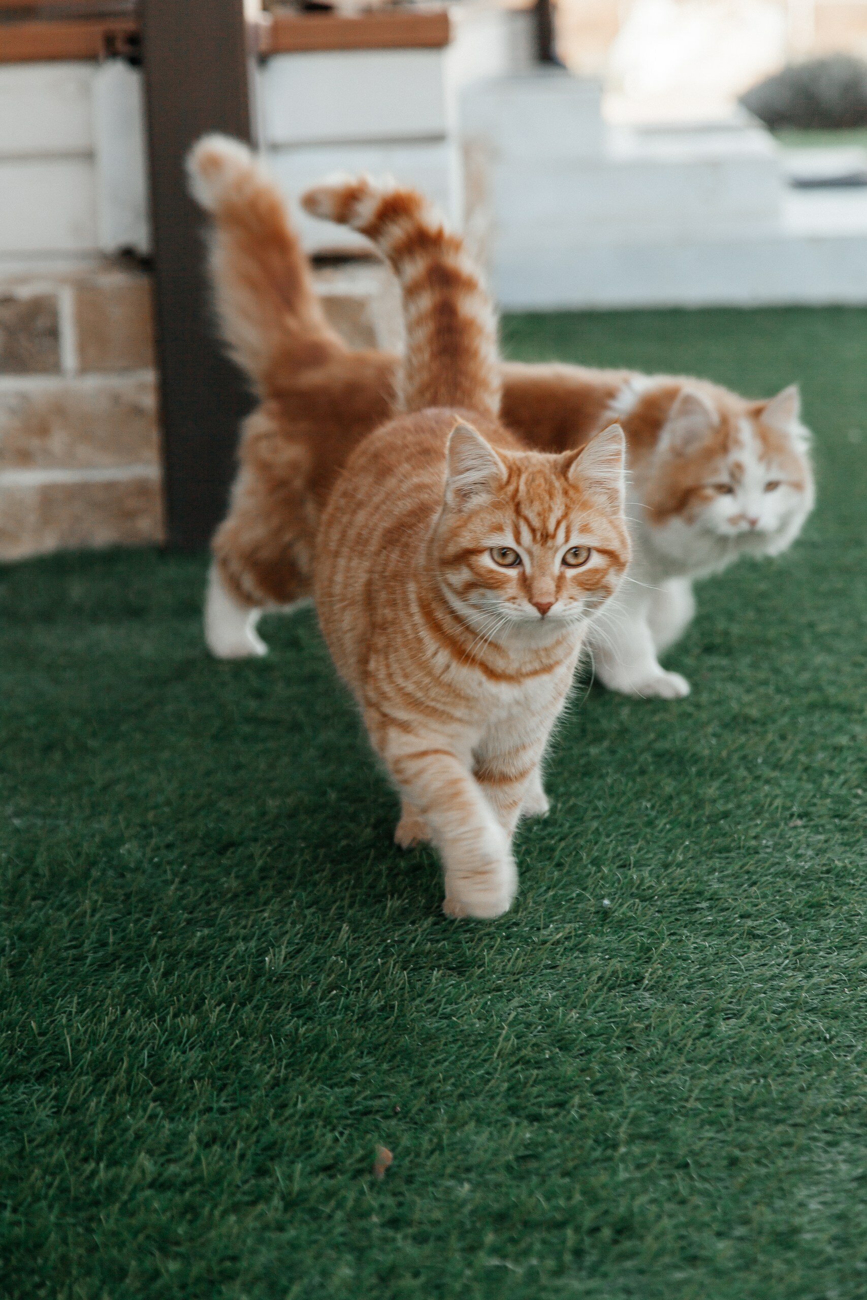 Фото Карский клуб