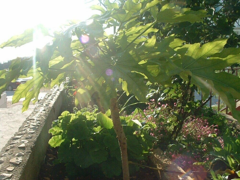 Фото Marti - Free Parking and Grill - A3 - Sunce