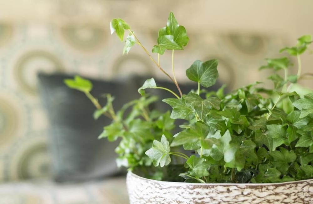 Фото Ayres Suites Diamond Bar