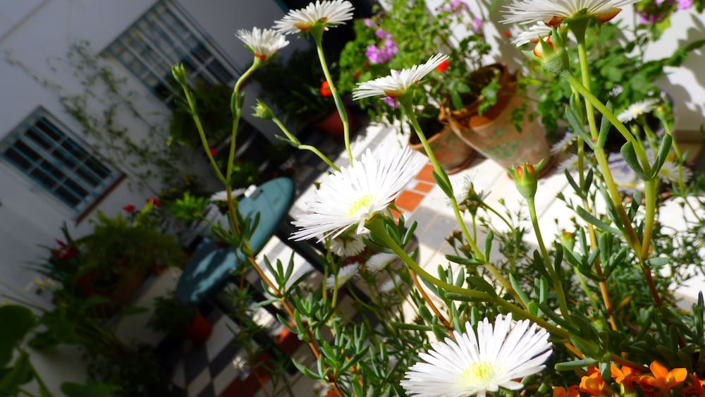 Фото Hostal Campo Nuevo