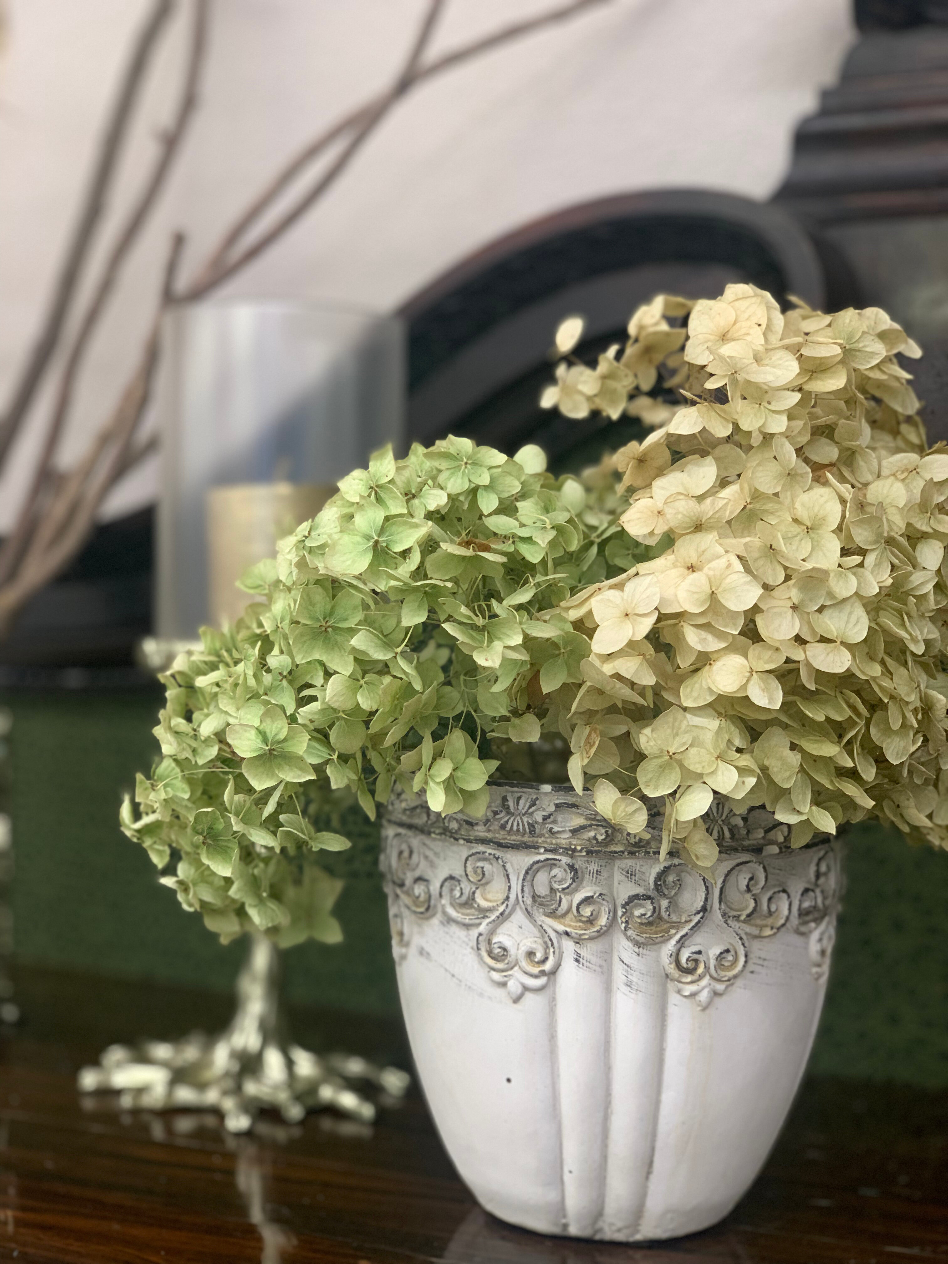 Фото Вишневый Рояль