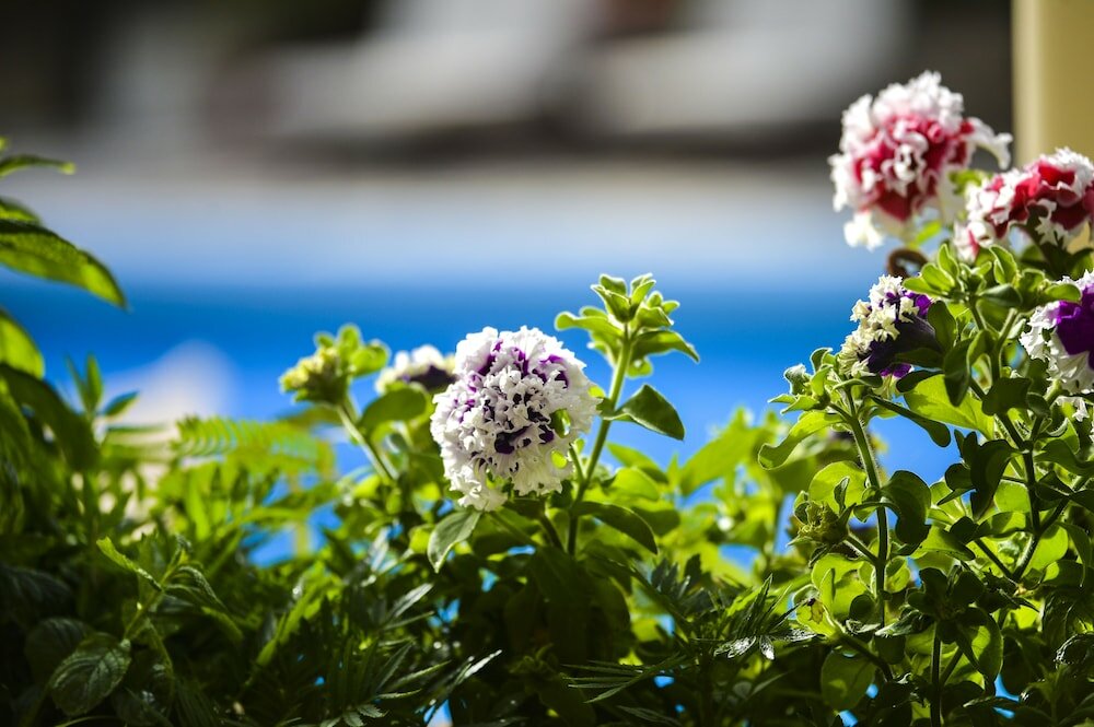 Фото Paxos Club Resort & SPA