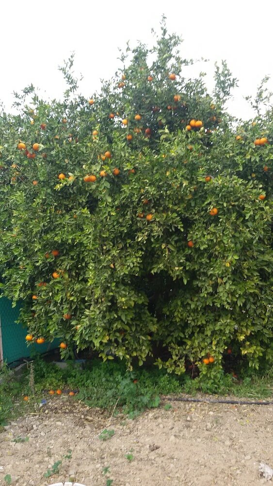 Фото George's Villa