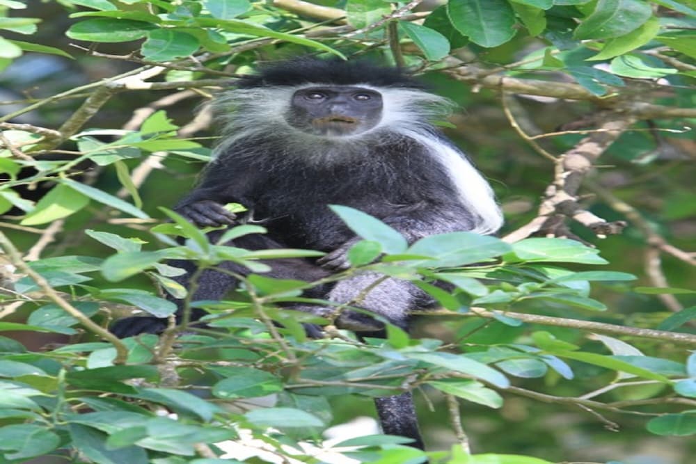 Фото Pinewood Beach Resort and SPA