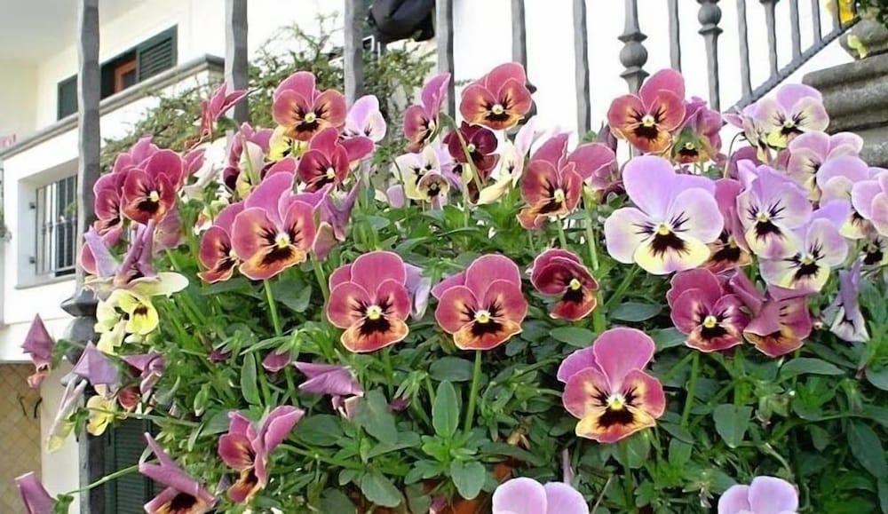 Фото Certe Notti Pompei