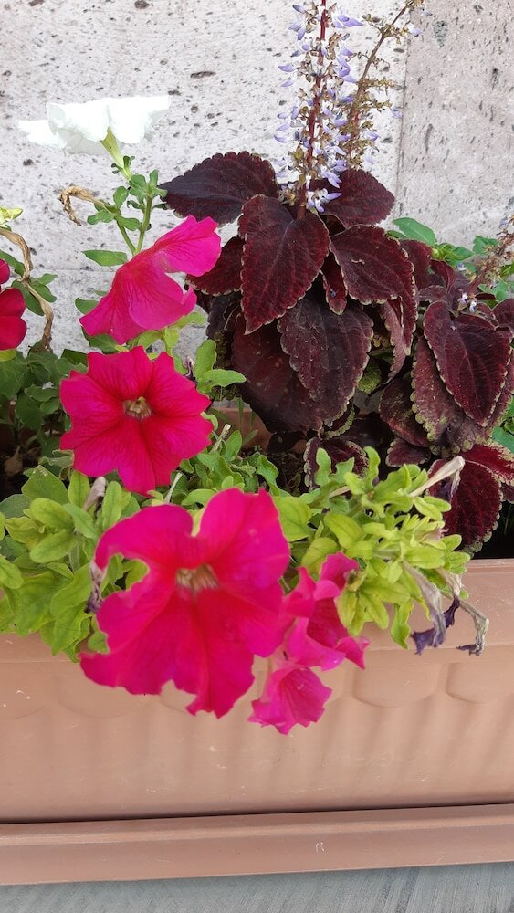 Фото Musa Ler Hotel Yerevan