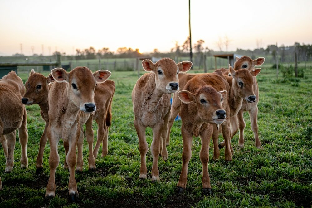 Фото AfriCamps at Oakhurst- Glamping