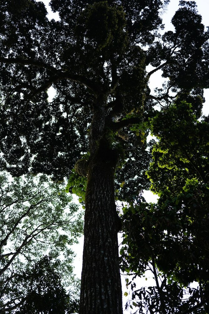 Фото Seven Springs Plantation Resort