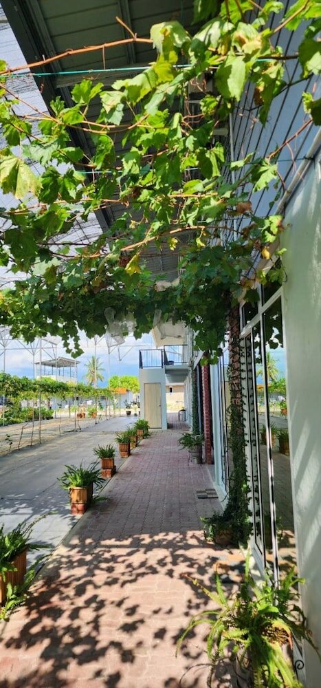 Фото Grapevine Garden