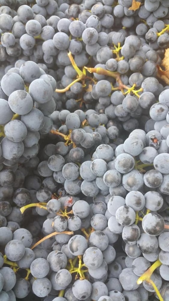 Фото Pietra Maula Agriturismo