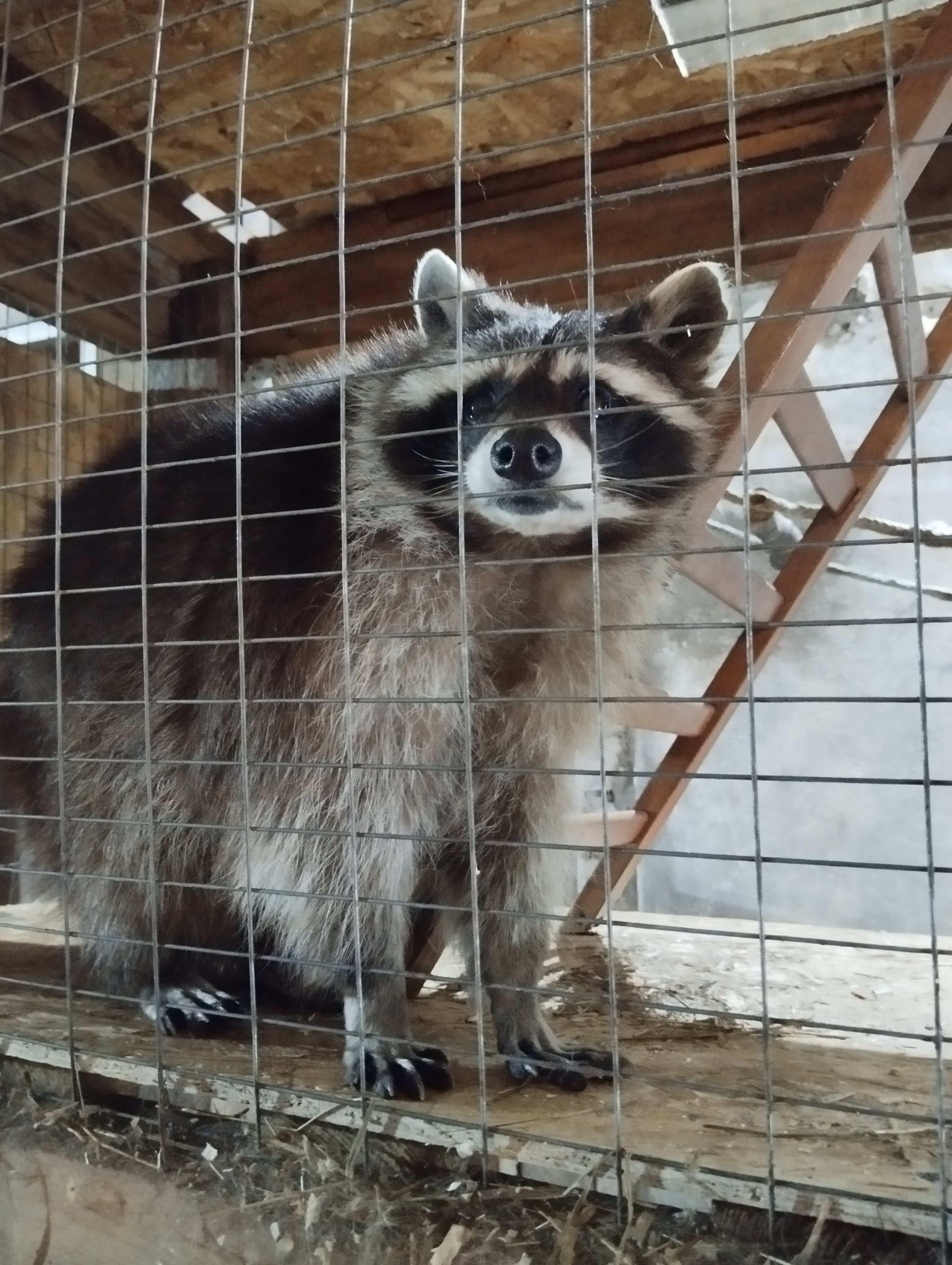 Фото Мурманская страусиная ферма