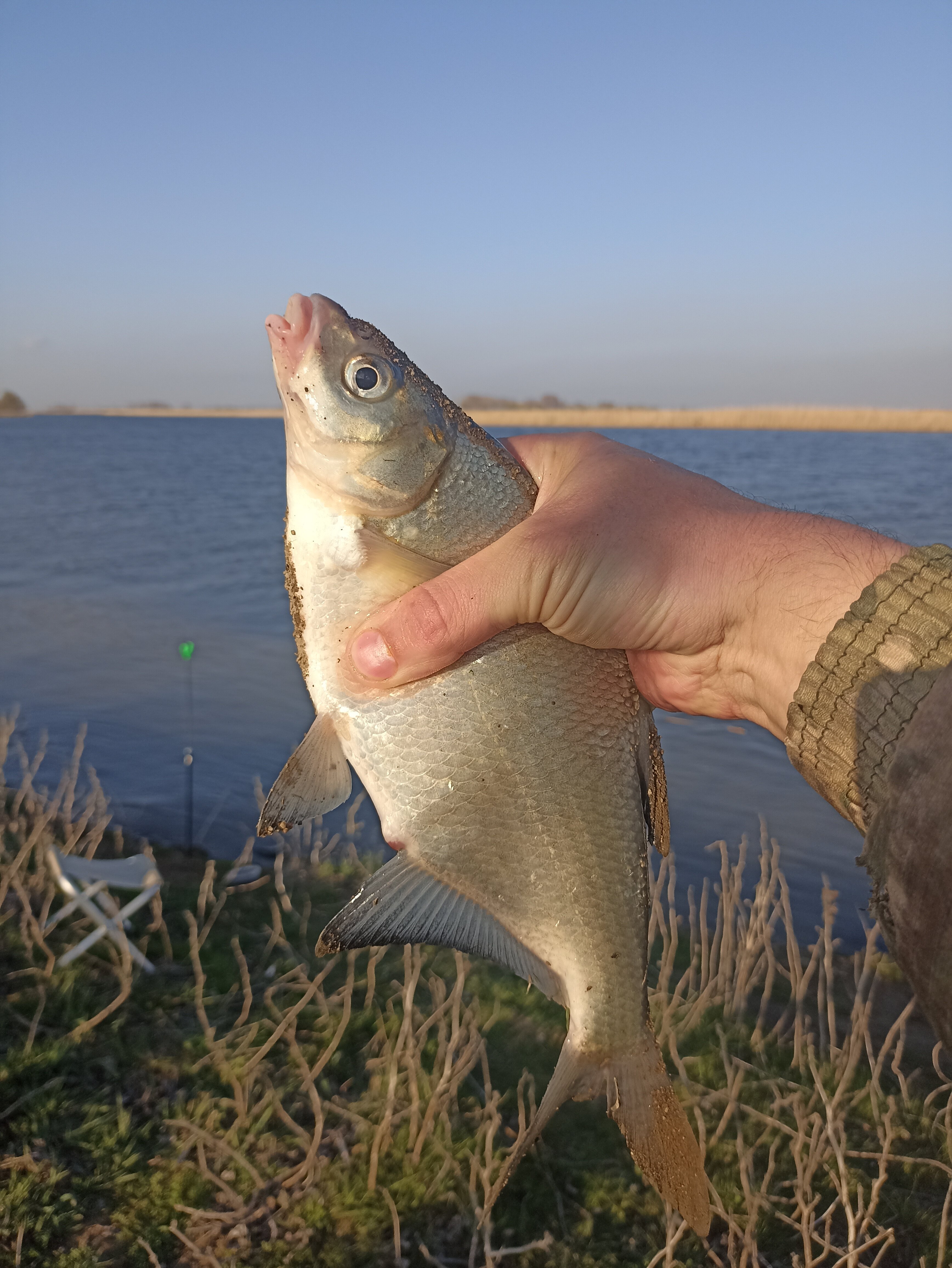 Фото Олигри Fish