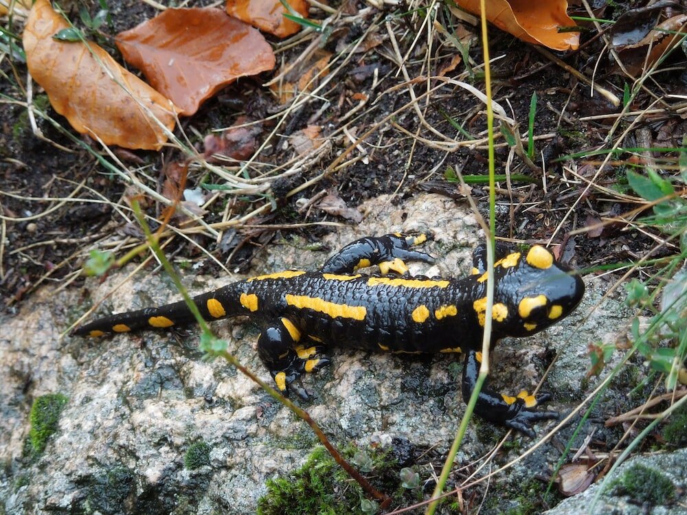 Фото Blockhaus Bodefall