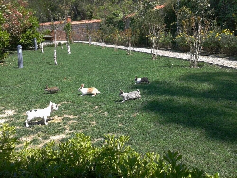 Фото Padok Premium Hotel & Stables