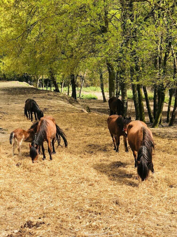 Hotel Residência Íris, Braga District, photo