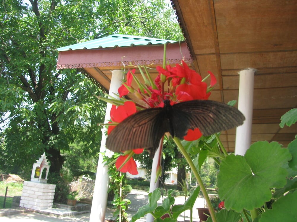 Фото Tatva Bir Tents and Hotel