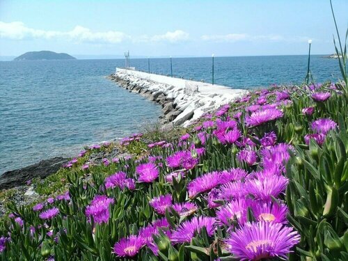 Гостиница Welcome To Hotel, petunia, In Neos-marmaras, xalkidiki, greece, in Para18dise