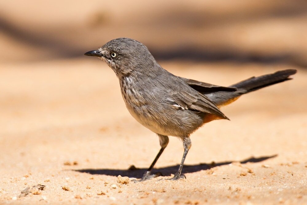 Фото Arebbusch Travel Lodge