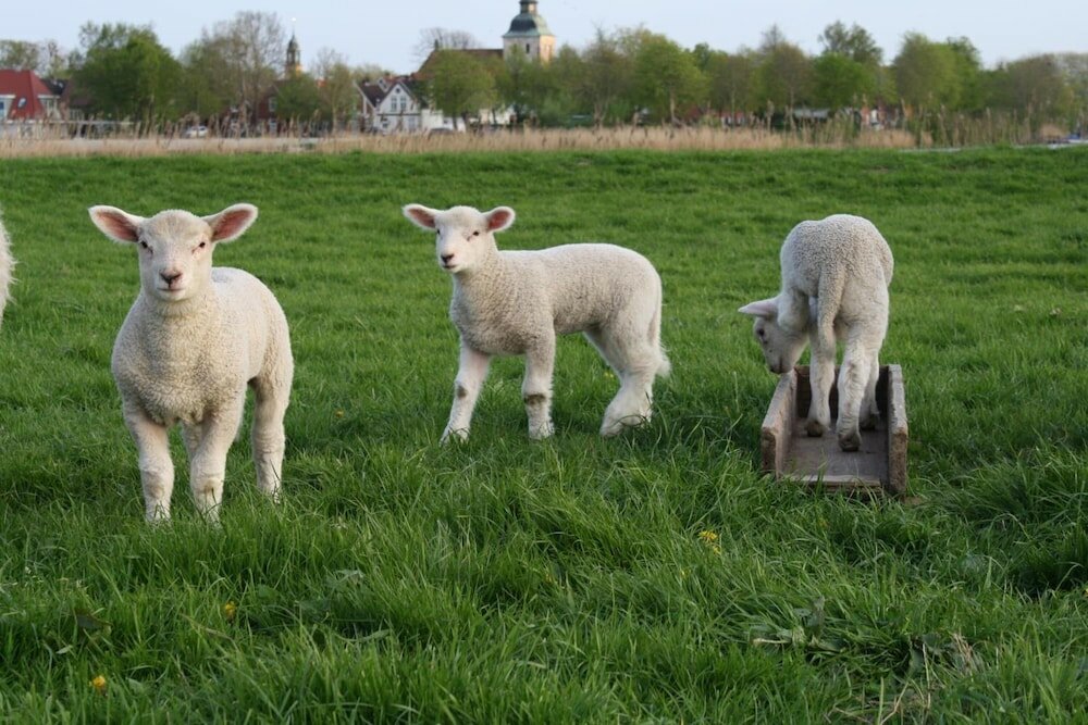 Фото Pension Treenehof