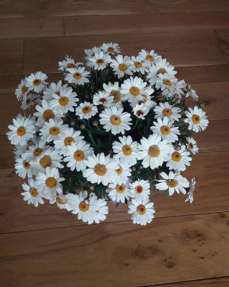 Фото VIA Roma 315 bed and breakfast