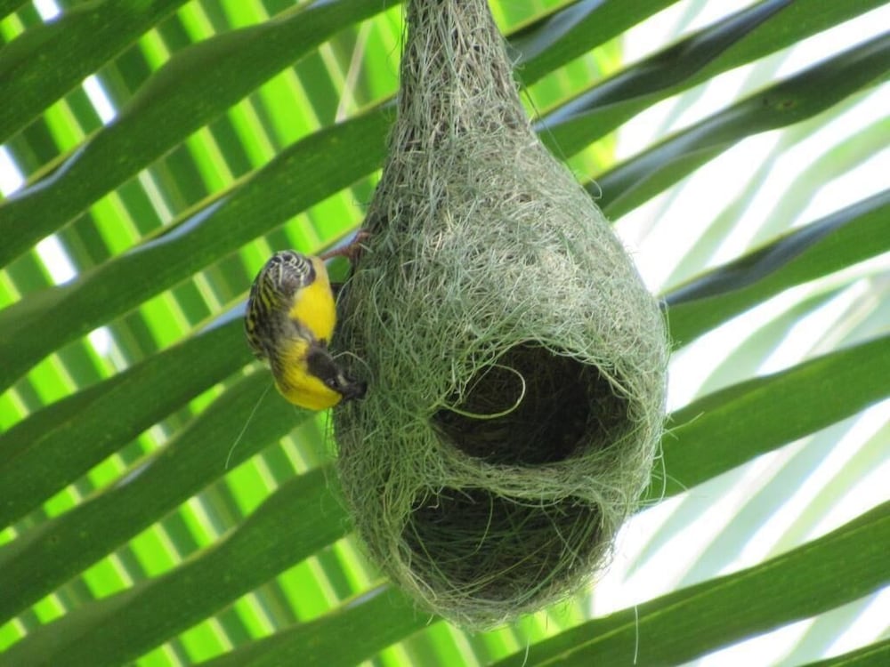 Фото Wadula Safari Yala