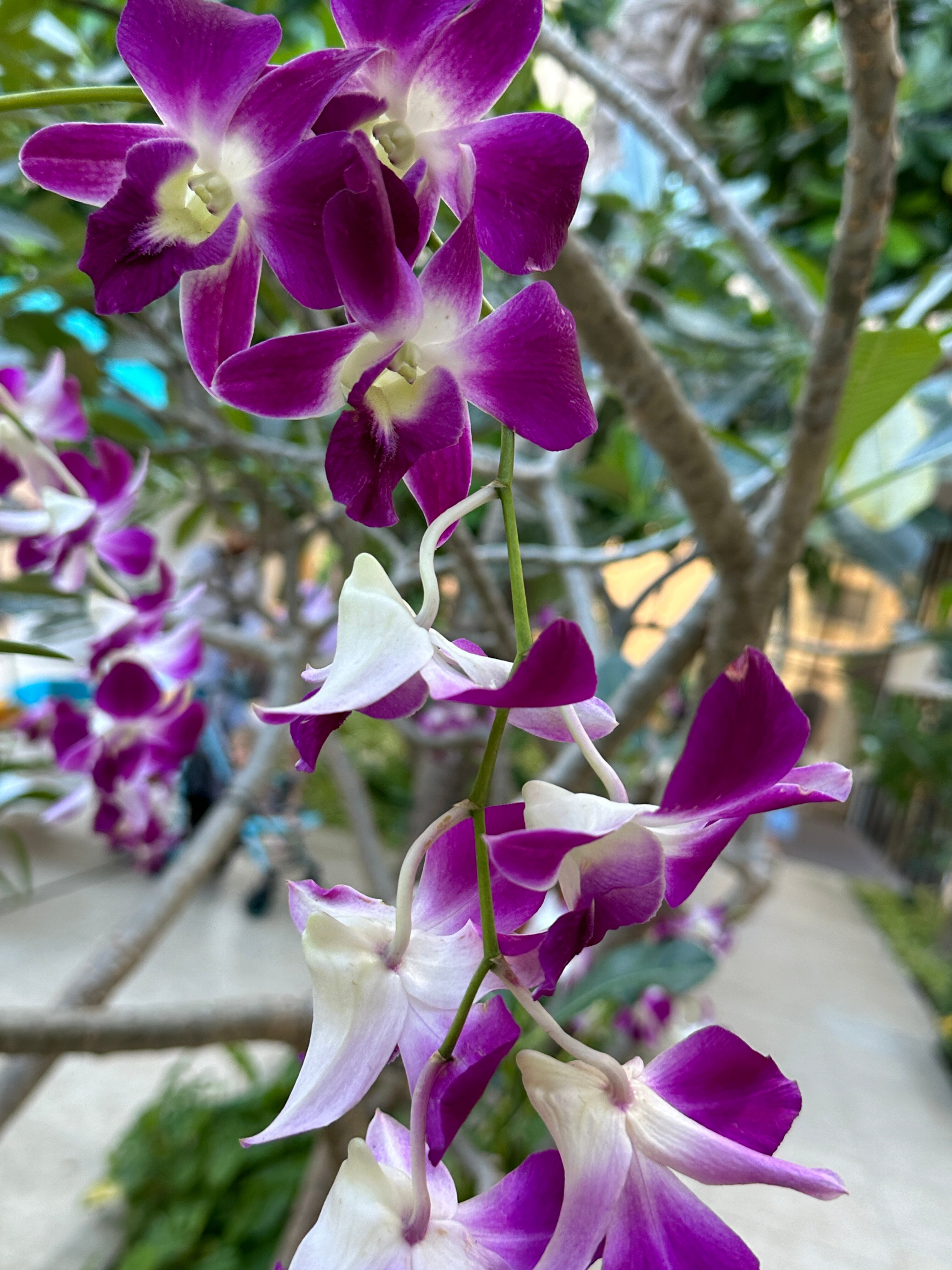 Фото Pamookkoo Resort