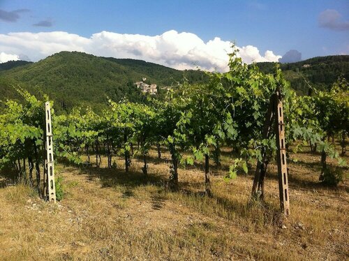Гостиница Agriturismo Vinci в Гайоле-ин-Кьянти