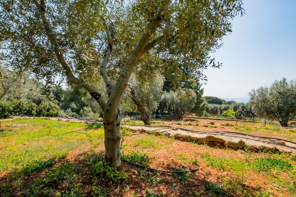 Фото Guesthouse Villa Ilios